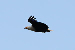 Schreiseeadler (Haliaeetus vocifer)