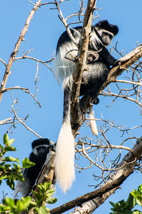 Schwarz-weier Stummelaffe (Colobus)