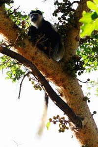 Schwarz-weier Stummelaffe (Colobus)