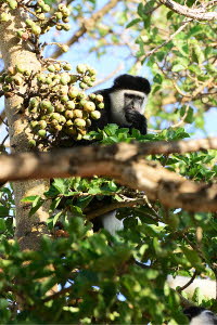 Schwarz-weier Stummelaffe (Colobus)