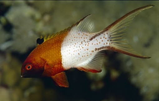juveniler Zweifarben-Schweinslippfisch