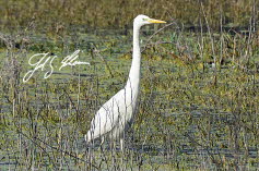 Silberreiher ( Buphus cwomandus)