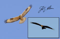 Greifvogel