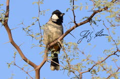 Schwarz-gekrnte Spatz-Lerche ?