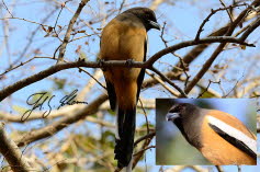 Wanderelster (Dendrocitta vagabunda)
