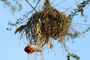 Webervogel