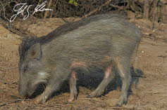Wildschwein