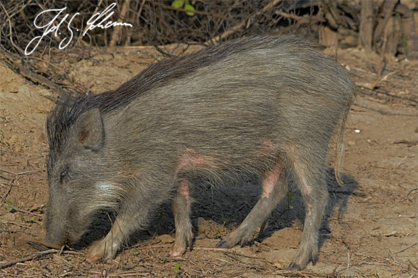Wildschwein